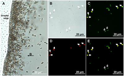 Insight into the metabolic potential and ecological function of a novel Magnetotactic Nitrospirota in coral reef habitat